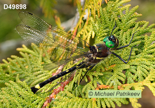 Swift River Cruiser (Macromia illinoiensis)
